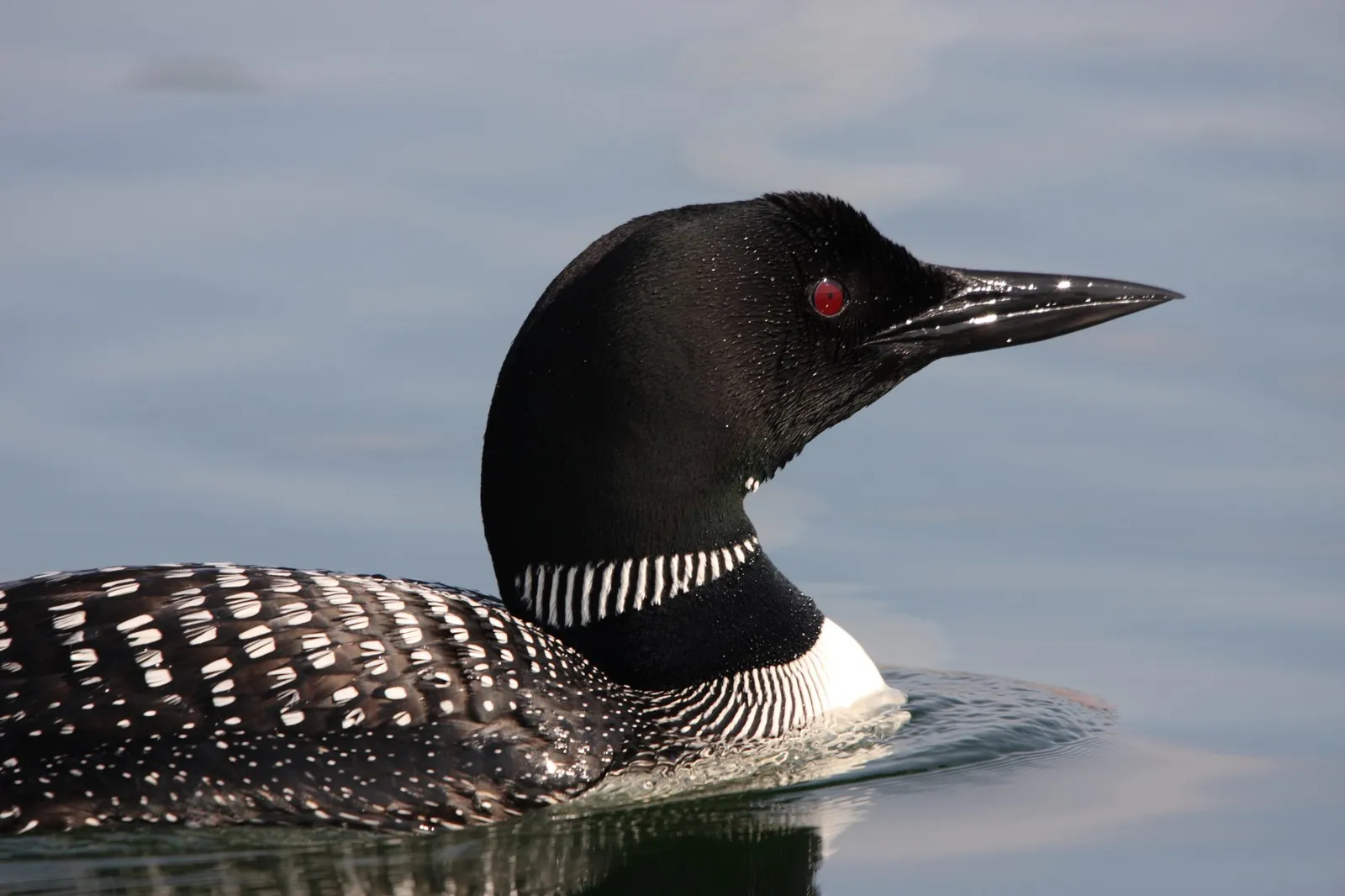 A loon on the water